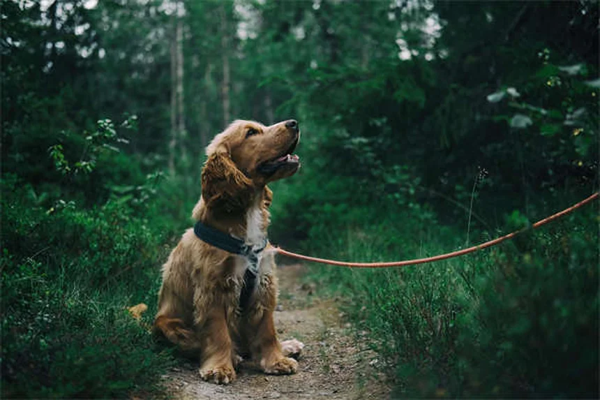 10 astuces d'hygiène pour animaux de compagnie à connaître absolument
