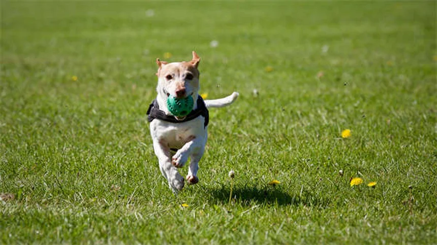 5 produits ménagers dangereux pour votre chien : alternatives naturelles