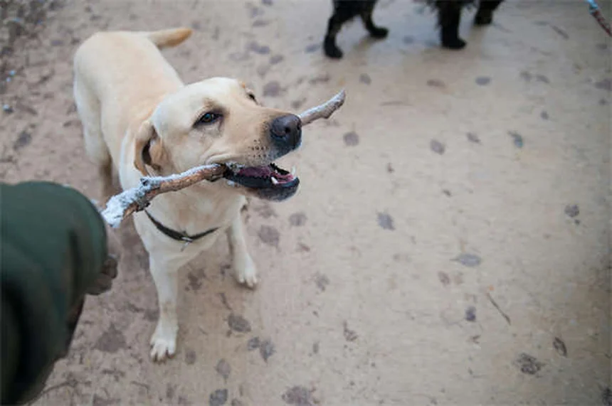 Comment devenir pet-sitter professionnel : guide complet