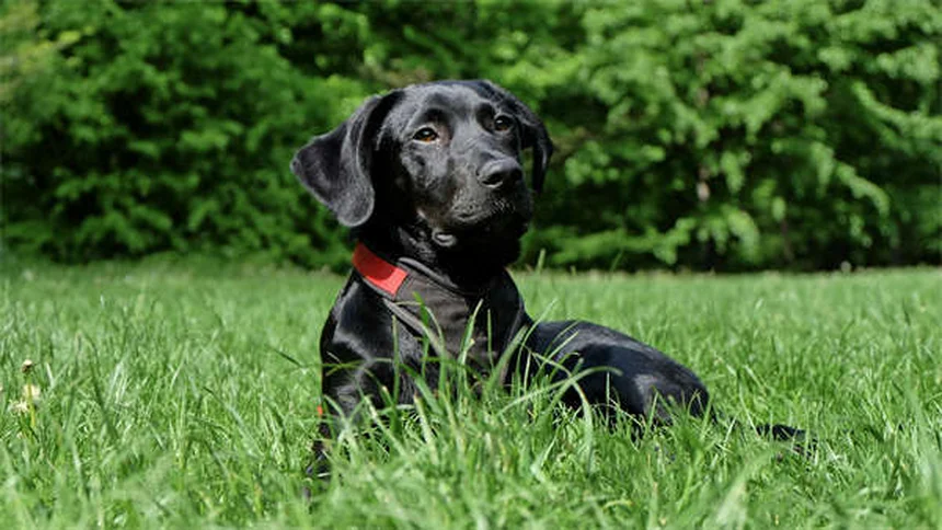 5 remèdes naturels pour chiens et chats : conseils vétérinaires