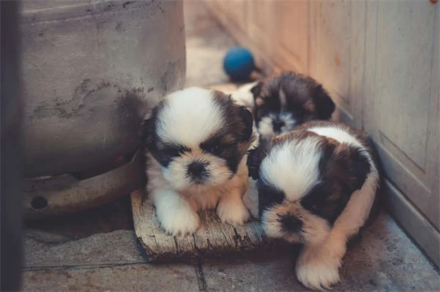 5 remèdes naturels pour chiens et chats : conseils vétérinaires