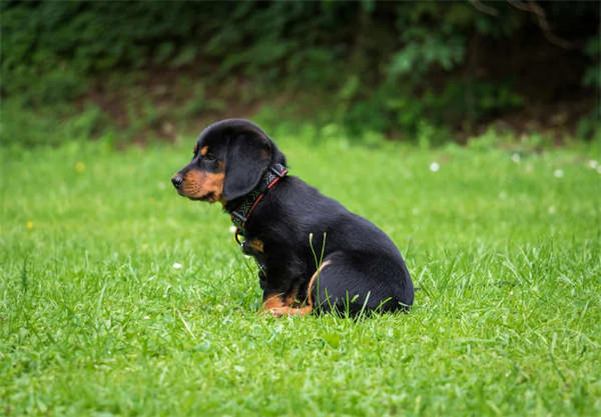 Chien qui perd ses poils : quand faut-il s'inquiéter ?