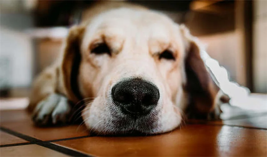 Vaccins pour chiens et chats : le guide complet 2024