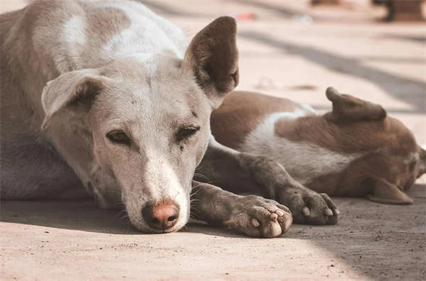Vaccins pour chiens et chats : le guide complet 2024