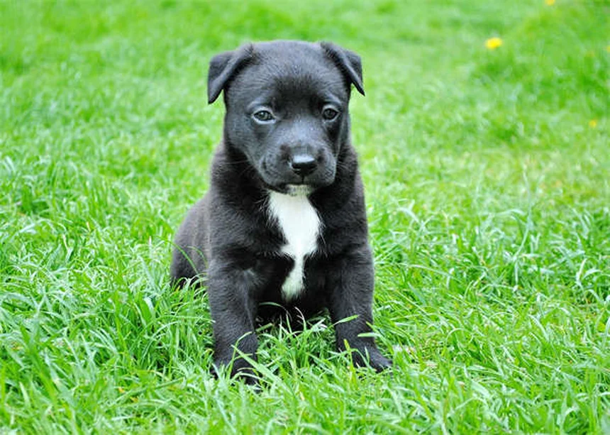 Vaccins pour chiens et chats : le guide complet 2024
