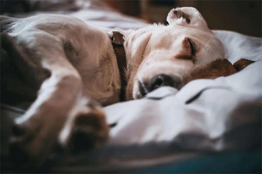 Chien d'assistance vs soutien émotionnel : 5 différences cruciales