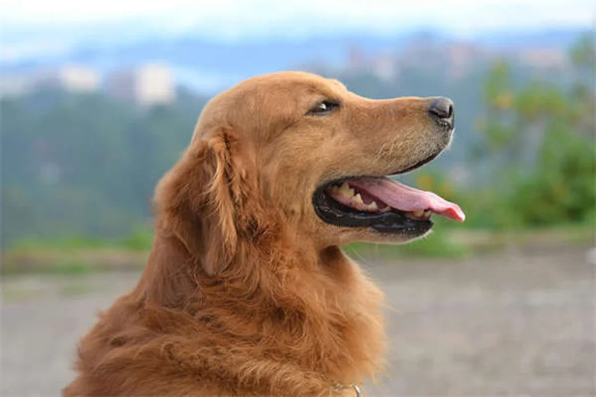Chien d'assistance vs soutien émotionnel : 5 différences cruciales
