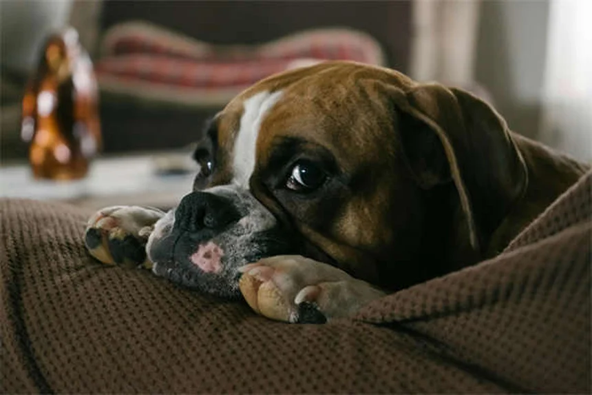 Chien d'assistance vs soutien émotionnel : 5 différences cruciales