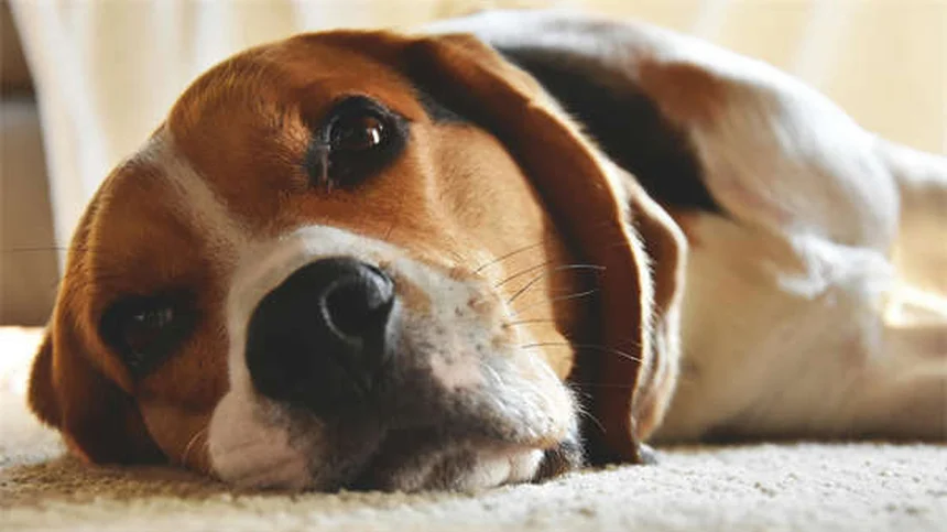 5 aliments de Noël dangereux pour votre chien : ce qu'il faut éviter absolument