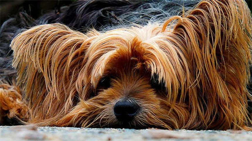 Comment couper les griffes de son chat sans stress ?