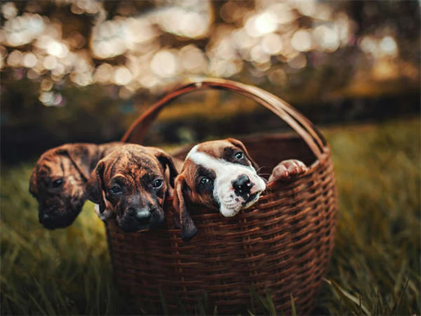 Comment couper les griffes de son chat sans stress ?
