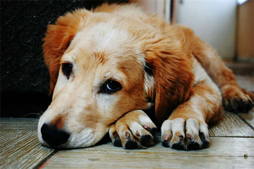 Sécurité chien voiture : 4 solutions pour protéger votre toutou