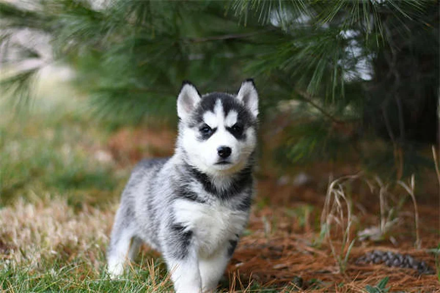 Sécurité chien voiture : 4 solutions pour protéger votre toutou