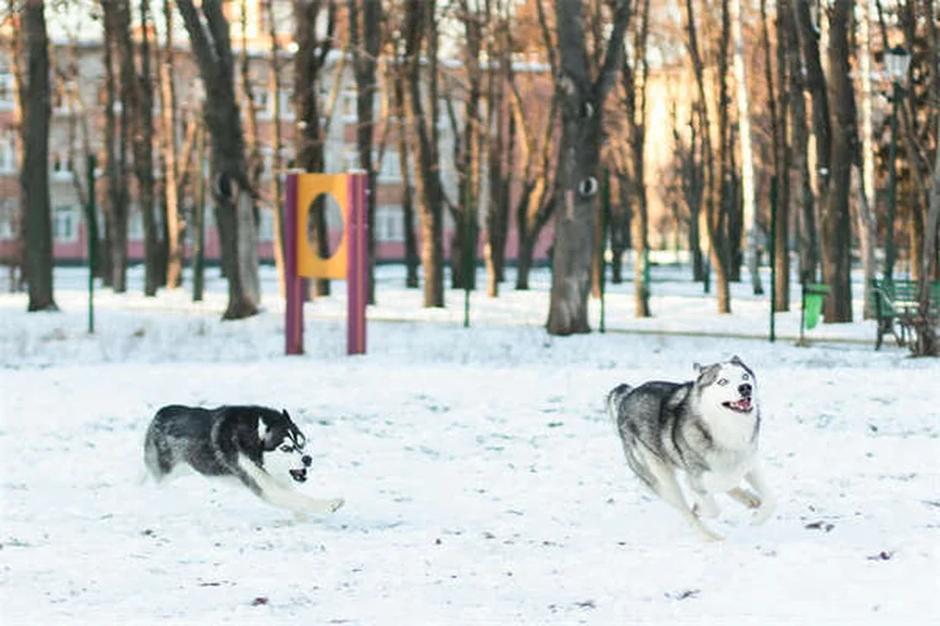 Sécurité chien voiture : 4 solutions pour protéger votre toutou