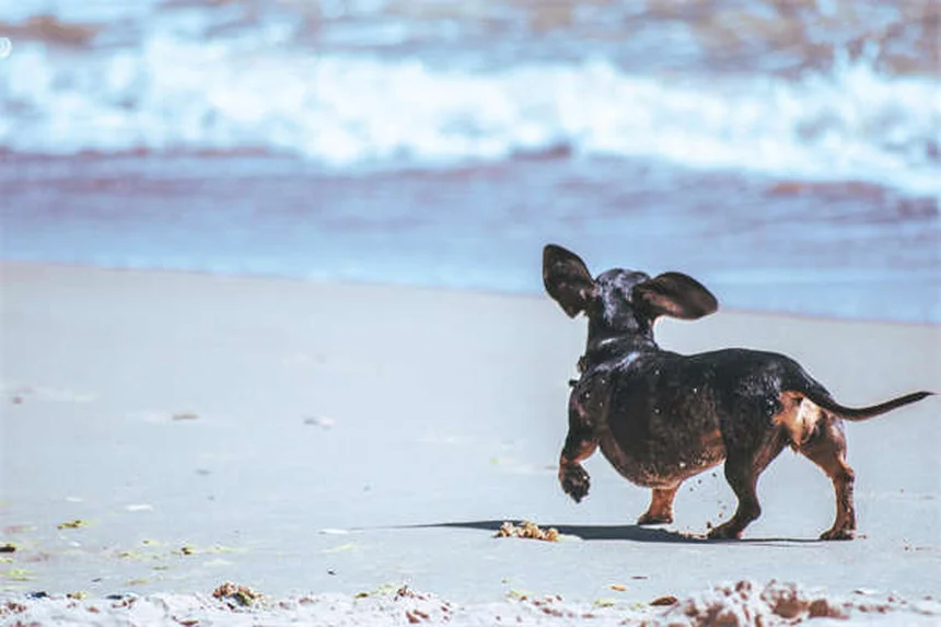 5 Conseils Essentiels pour Emmener Son Chien à la Plage en Toute Sécurité