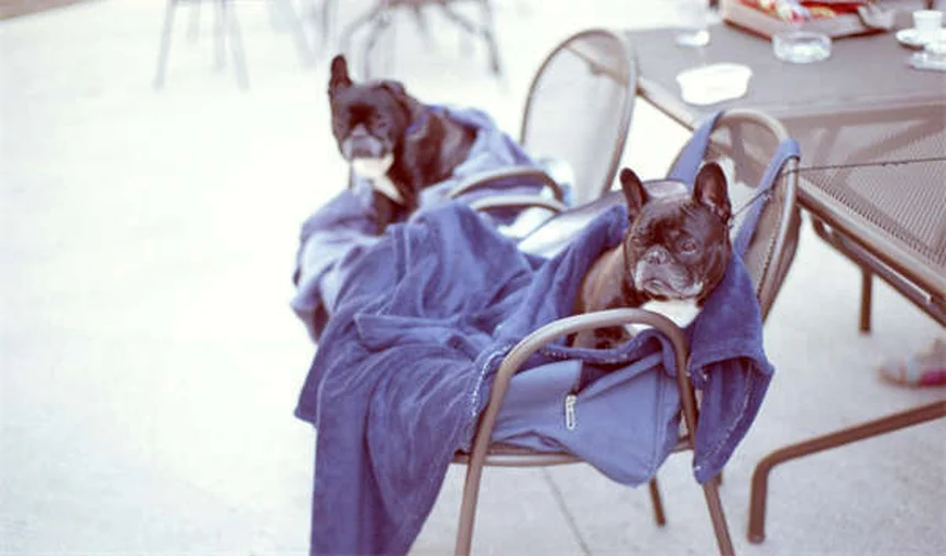 Mon lapin a mangé du poison à rats : symptômes et solutions urgentes