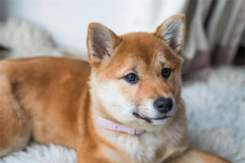 Comment empêcher son chien de creuser ? 5 solutions efficaces