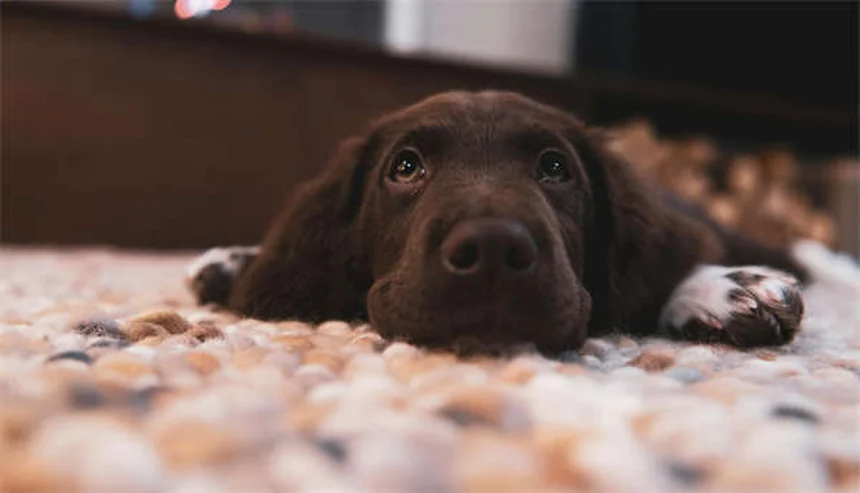 Comment empêcher son chien de creuser ? 5 solutions efficaces