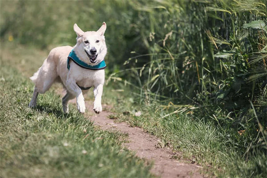 Électrocution chez le chat : symptômes et gestes qui sauvent