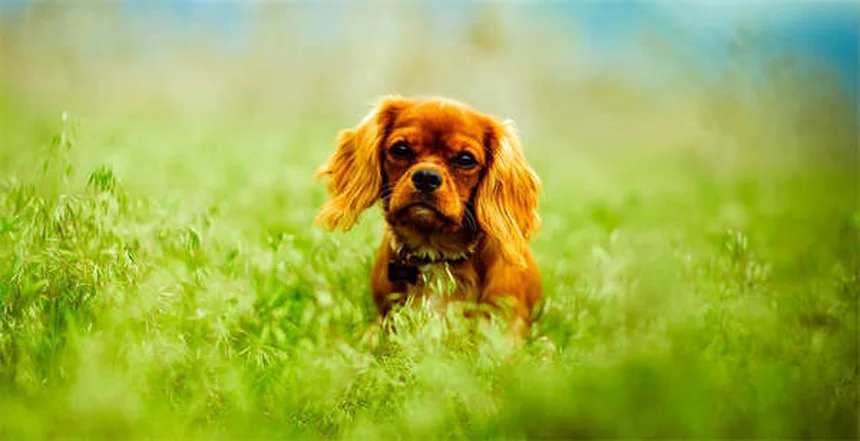 Lorazépam pour chien : ce qu'il faut savoir avant utilisation