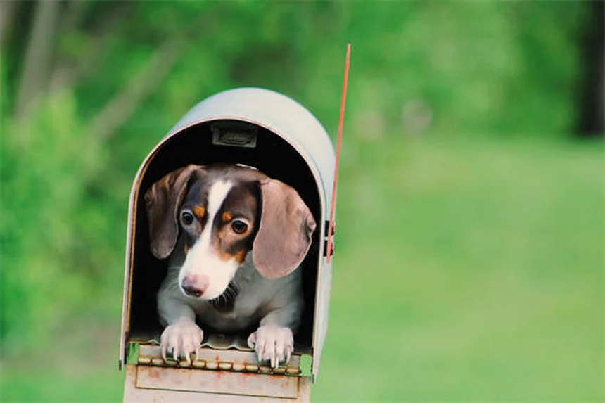 Lorazépam pour chien : ce qu'il faut savoir avant utilisation