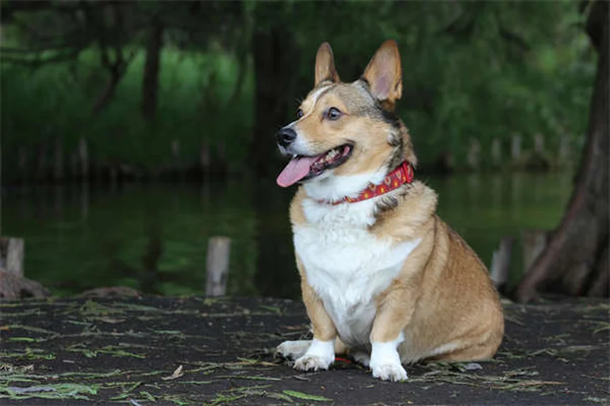 Mon chien ne boit pas : 5 solutions efficaces pour le réhydrater