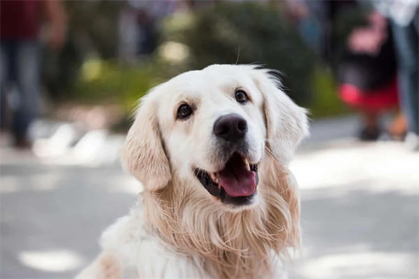 Leucémie chez le chien : symptômes, traitements et espérance de vie