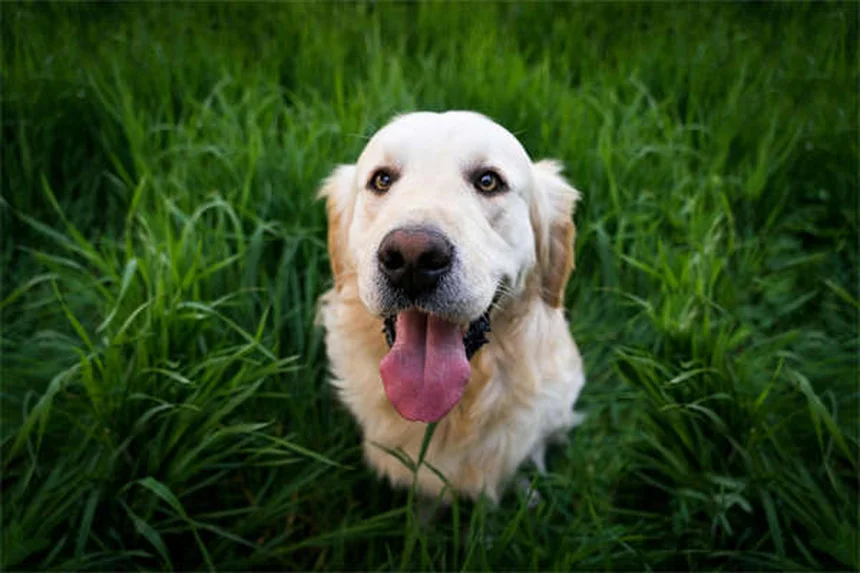 Leucémie chez le chien : symptômes, traitements et espérance de vie