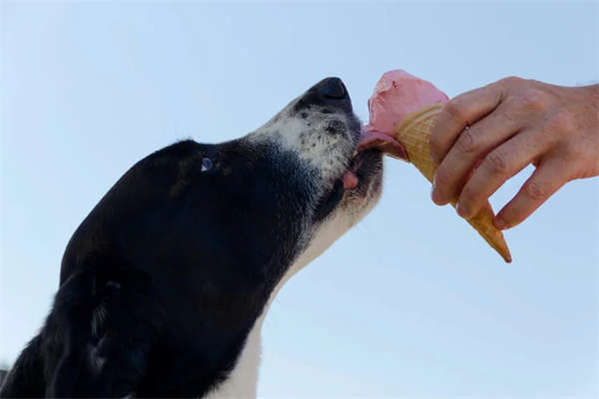 Leucémie chez le chien : symptômes, traitements et espérance de vie