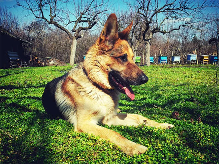 Trachéite collabée chez le chien : symptômes, traitements et solutions