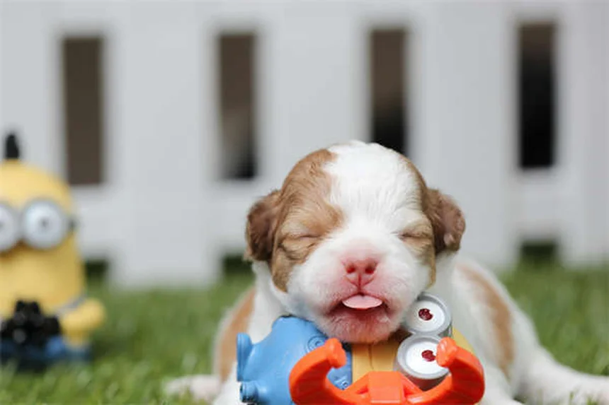 Trachéite collabée chez le chien : symptômes, traitements et solutions
