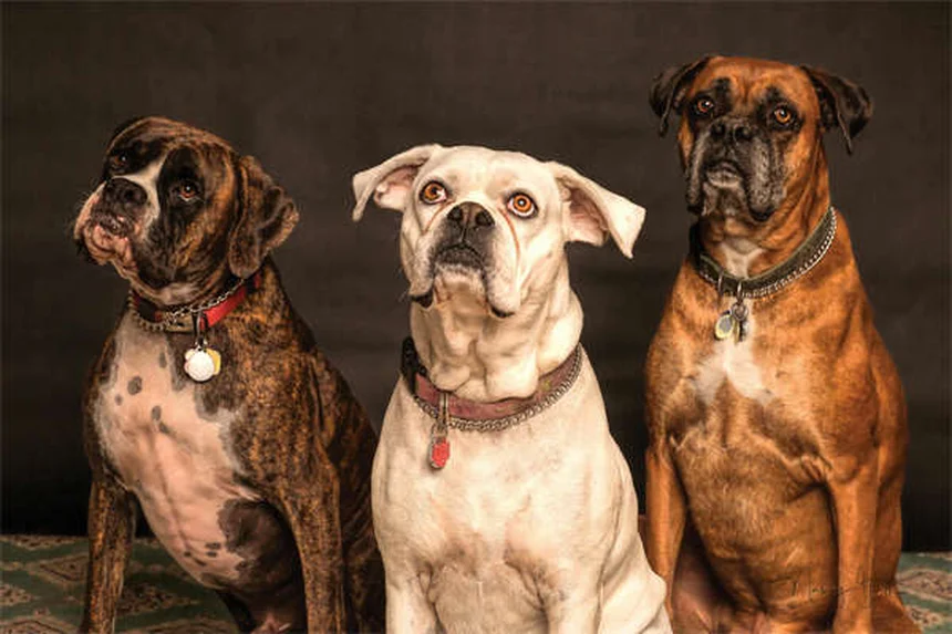 Fièvre des montagnes Rocheuses chez le chien : symptômes et traitement