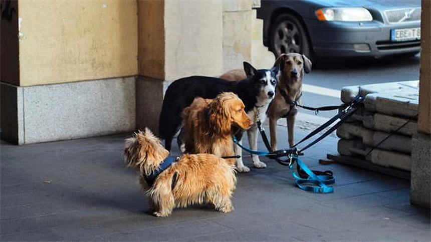 Syndrome sérotoninergique chez le chien : symptômes et traitement urgent