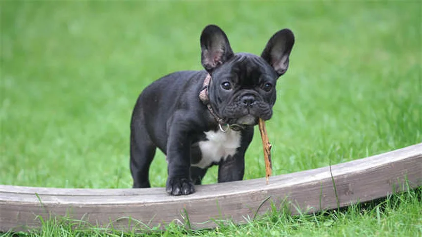 Syndrome sérotoninergique chez le chien : symptômes et traitement urgent