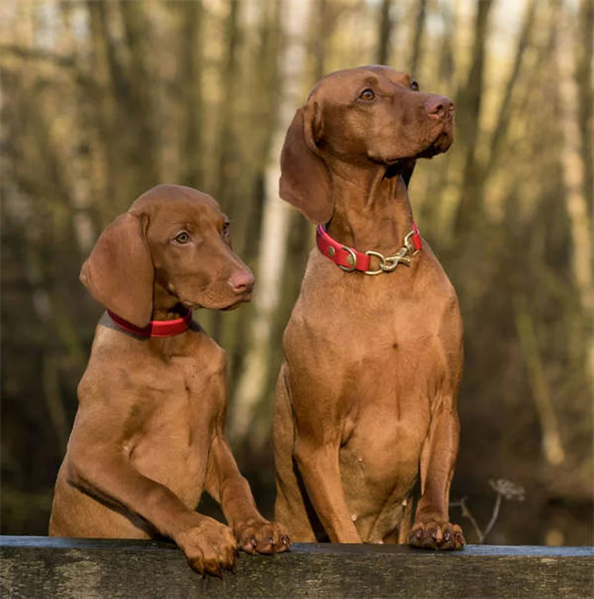 Cyproheptadine pour chiens et chats : le guide complet pour stimuler l'appétit