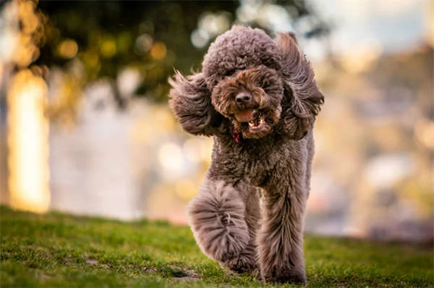 10 races de chiens qui craignent le froid : comment les protéger ?