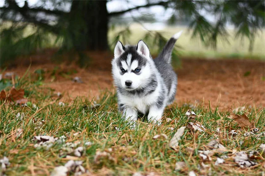 10 races de chiens qui craignent le froid : comment les protéger ?
