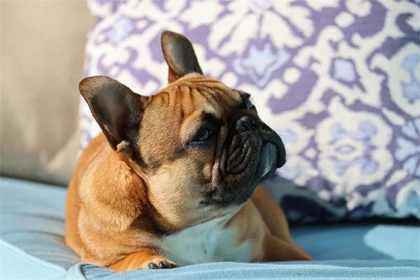10 races de chiens qui craignent le froid : comment les protéger ?
