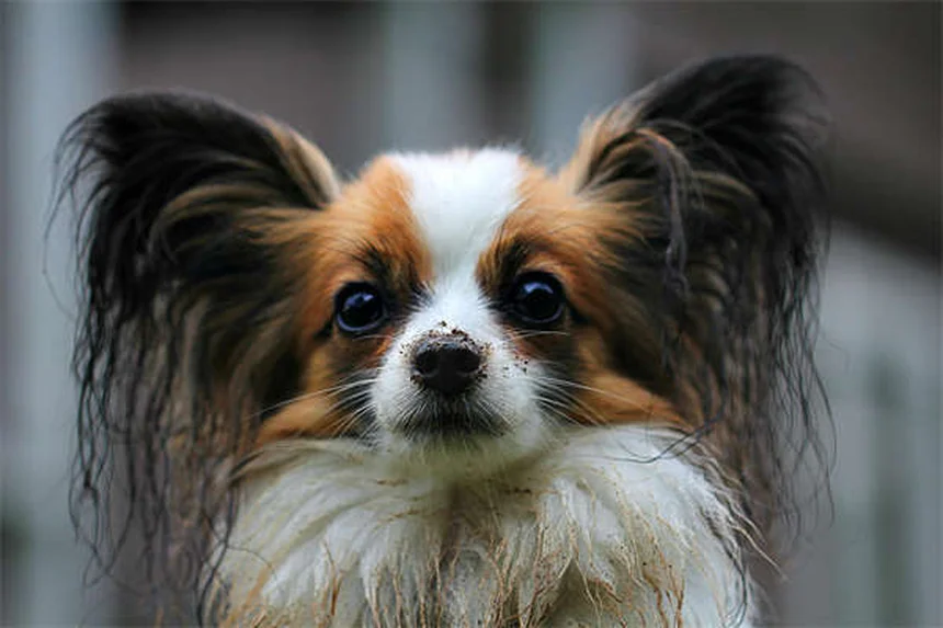 10 astuces naturelles pour calmer un chien anxieux sans médicaments
