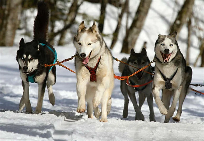 10 astuces naturelles pour calmer un chien anxieux sans médicaments
