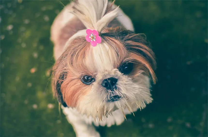 10 astuces naturelles pour calmer un chien anxieux sans médicaments