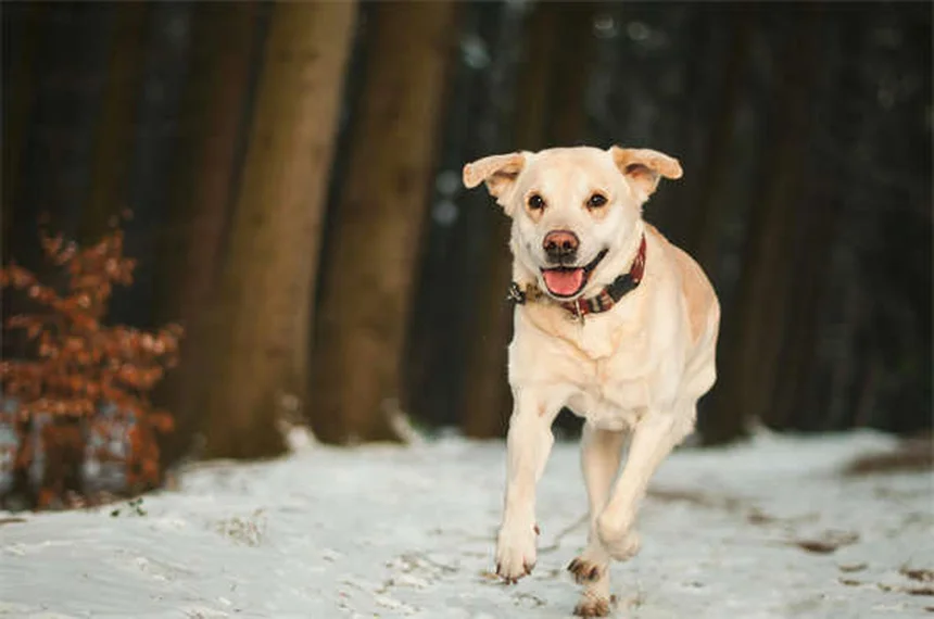 Comment changer la nourriture de son chien sans problème ?