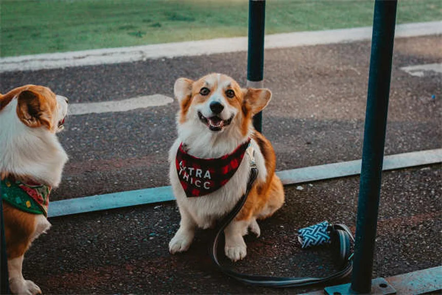 Comment changer la nourriture de son chien sans problème ?