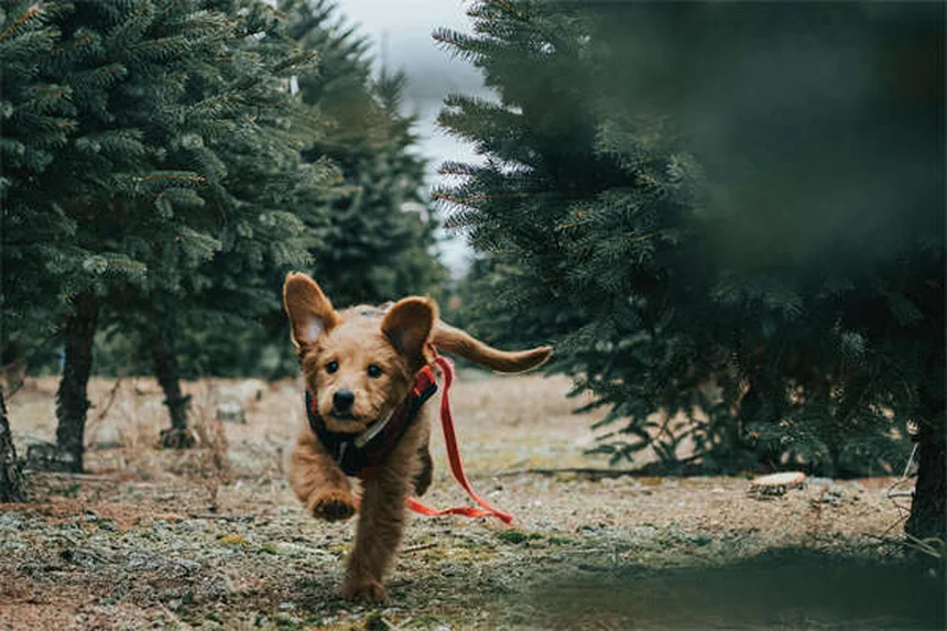 10 astuces pour faire faire de l'exercice à votre chat et le stimuler mentalement