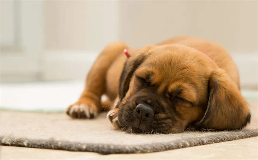 Hamster en hibernation : 5 signes qui ne trompent pas