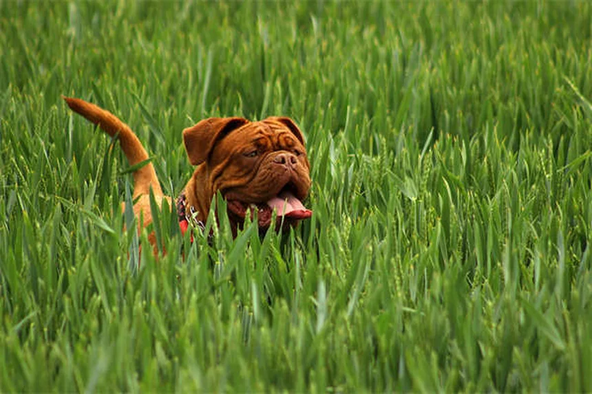 Pourquoi les chiens reniflent votre entrejambe ? Explications et solutions