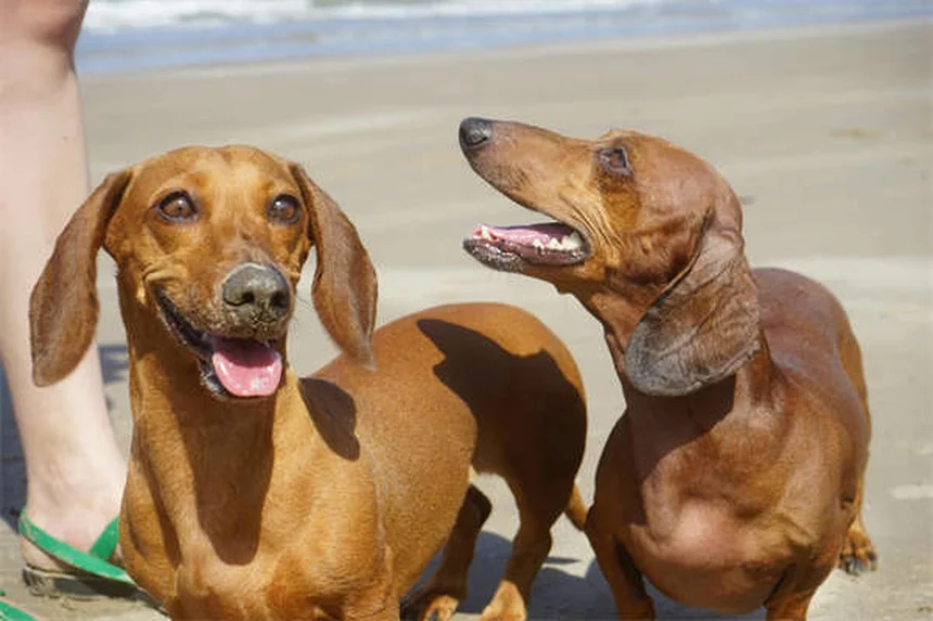 Élever un chiot : guide complet des 7 premières semaines